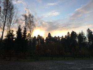 Sonnenuntergang über Tannen, blauer Himmel