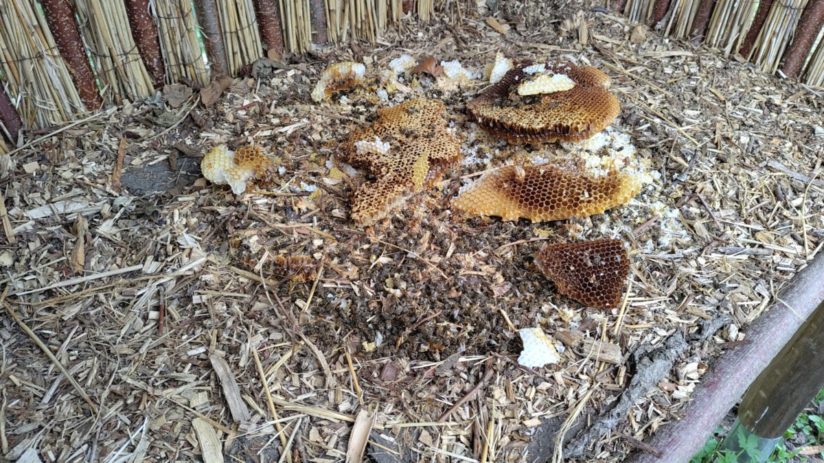 260323 Reste des Bienenvolkes im Alten Garten - Gisela Wicke